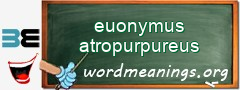 WordMeaning blackboard for euonymus atropurpureus